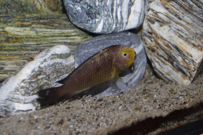 Tropheus sp. 'lukuga' Mtoto